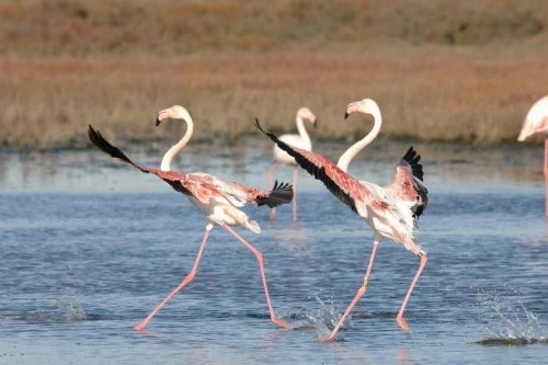 fenicotteri stagno sal e porcus giorno