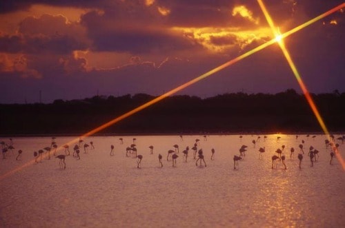 fenicotteri stagno sal e porcus