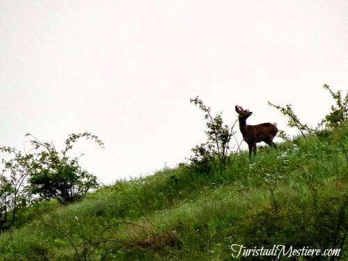 Altopiano di Asiago: un capriolo!!!