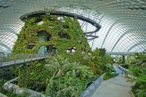 Cloud Forest