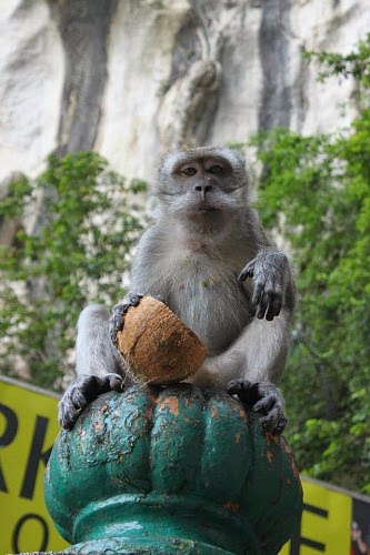 Batu-Caves-macaco.jpg