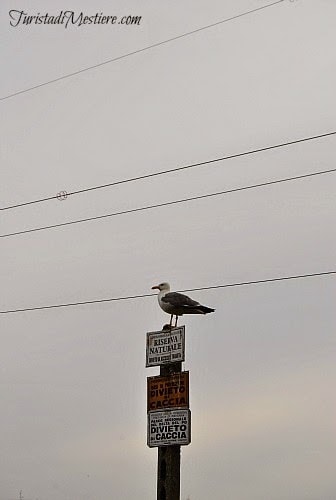 Salina-di-Cervia-Birdwatching