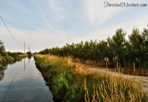 Salina-Cervia-birdwatching