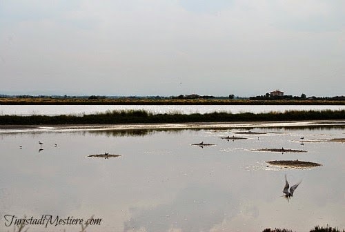 Salina-Cervia-birdwatching