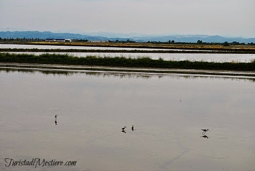 Salina-di-Cervia-Birdwatching