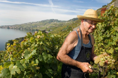 Vigneti di Lavaux