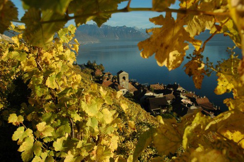 Vigneti di Lavaux