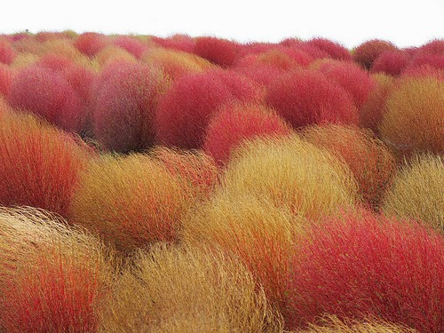 Hitachi Seaside Park
