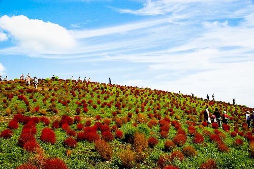 Hitachi Seaside Park