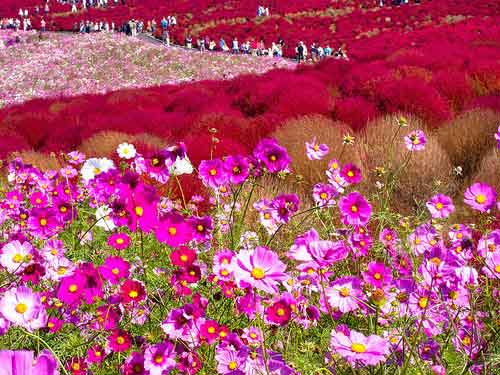 Hitachi Seaside Park