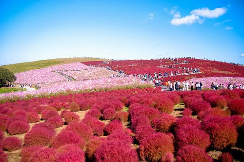 Hitachi Seaside Park