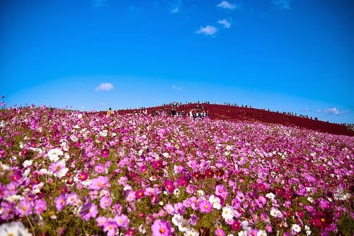 Hitachi Seaside Park