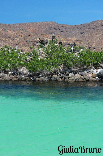 Isla Espirito Santu, Baja California Sur