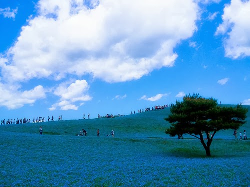 Nemophila-blu-Hitachi-Seaside-Park Hitachi Seaside Park in Giappone