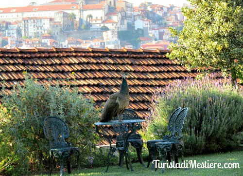 Cantine Taylor's - Oporto