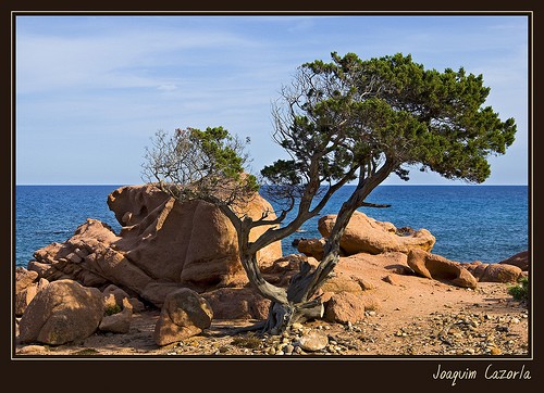 coccorrocci-Ogliastra-Sardegna