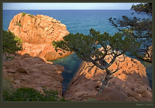 coccorrocci Ogliastra Sardegna
