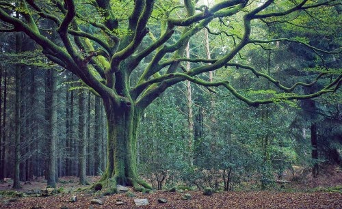 foresta Broceliande
