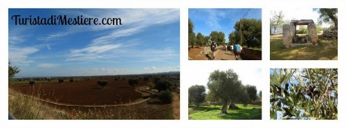 Ulivi e dolmen in puglia