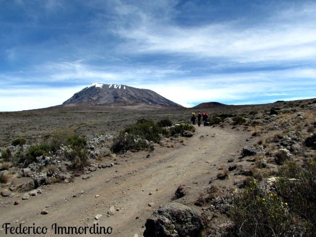 kilimanjaro