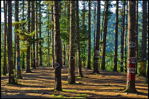 Bosque de Oma, il bosco incantato dei Paesi Baschi Bosque de Oma, il bosco incantato dei Paesi Baschi