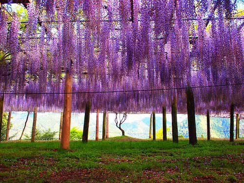 Kawachi Fuji Gardens