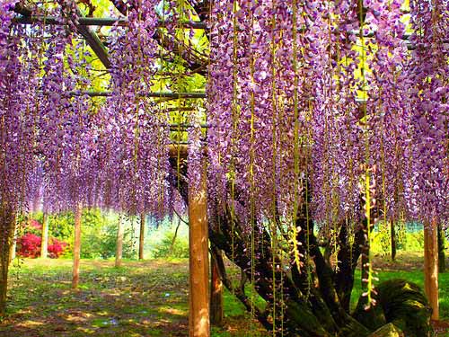 Kawachi Fuji Gardens