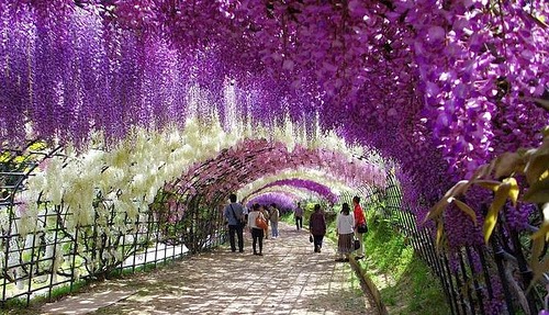 Wisteria-Tunnel-Kawachi-Fuji-Gardens Wisteria Tunnel, Kawachi Fuji Gardens
