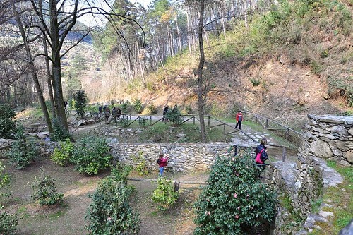 Antiche Camelie della Lucchesia Antiche Camelie della Lucchesia