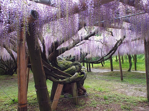 Kawachi Fuji Gardens