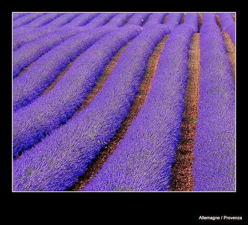 Campo di Lavanda