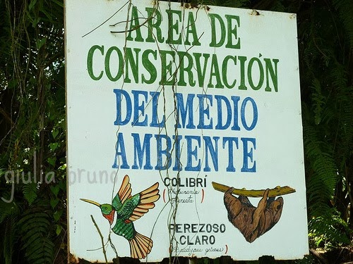 Parco del Tortuguero Costa Rica Piantagione Banani Parco del Tortuguero Costa Rica Piantagione Banani