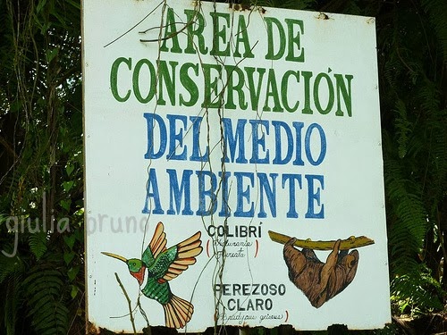 Parco del Tortuguero Costa Rica Piantagione Banani