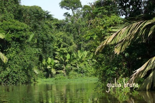 Parco del Tortuguero Costa Rica