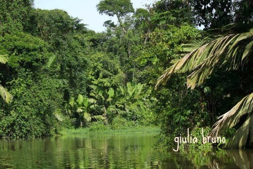 Parco del Tortuguero Costa Rica Parco del Tortuguero Costa Rica