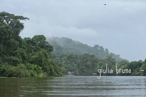 Parco del Tortuguero Costa Rica