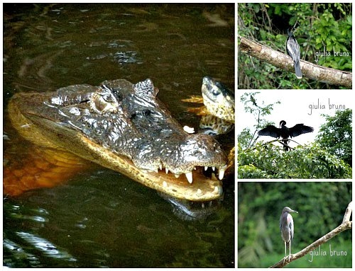 Parco del Tortuguero Costa Rica animali