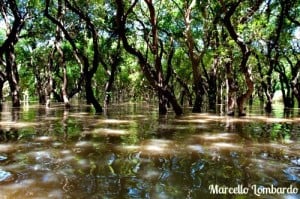 Foresta di Mangrovie, Cambogia