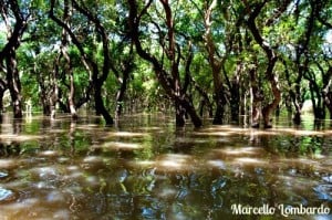 Foresta di Mangrovie, Cambogia Foresta di Mangrovie, Cambogia