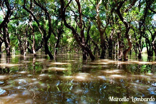 Foresta di magrovie Cambogia