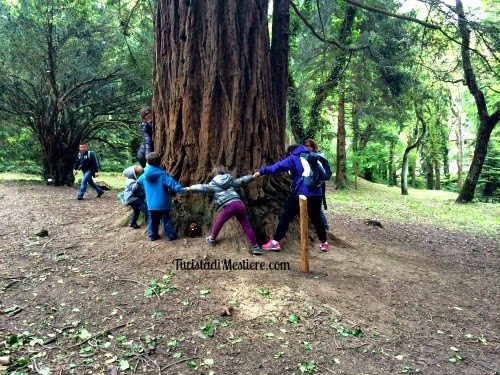 Una "saggia" sequoia in Casentino