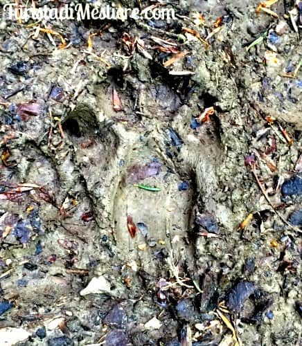 Impronta di lupo nel Casentino