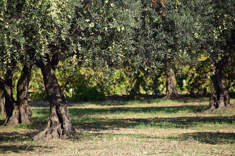 alberi ulivo puglia