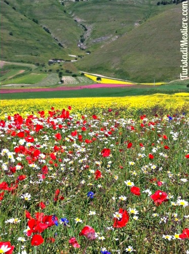 Castelluccio di Norcia dal Pian Grande