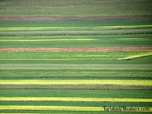 castelluccio-norcia-fioritura-4