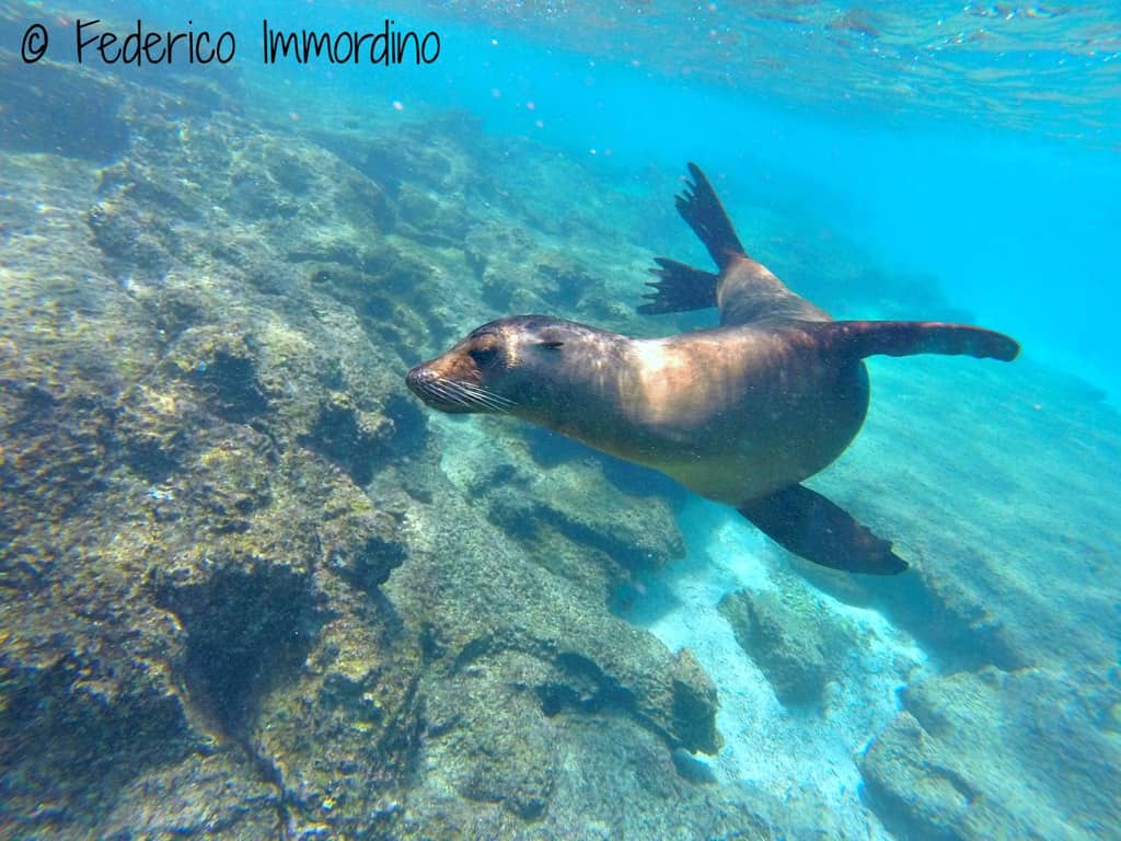 Immersioni-Galapagos-Leoni-Marini