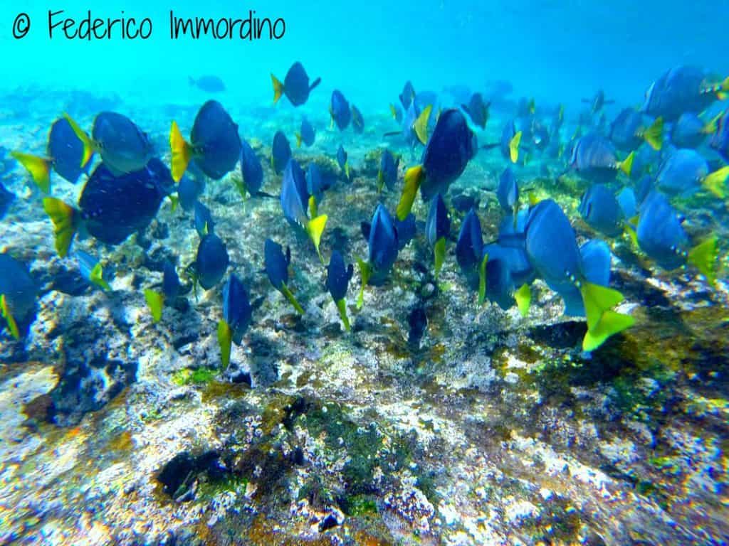 Immersioni Galapagos pescechirurgo