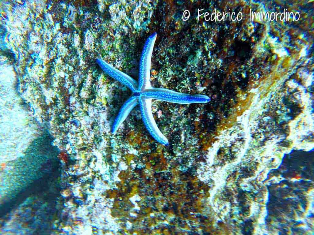 Immersioni-Galapagos-Stella marina