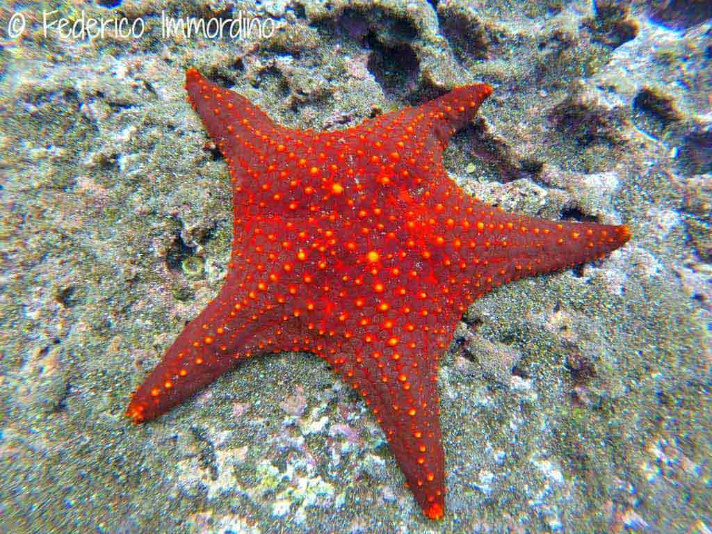 Immersioni-Galapagos-stelle marine