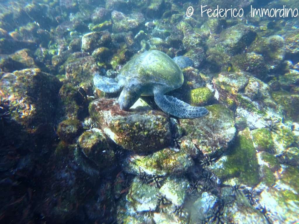  Immersioni-Galapagos-tartaruga.jpg